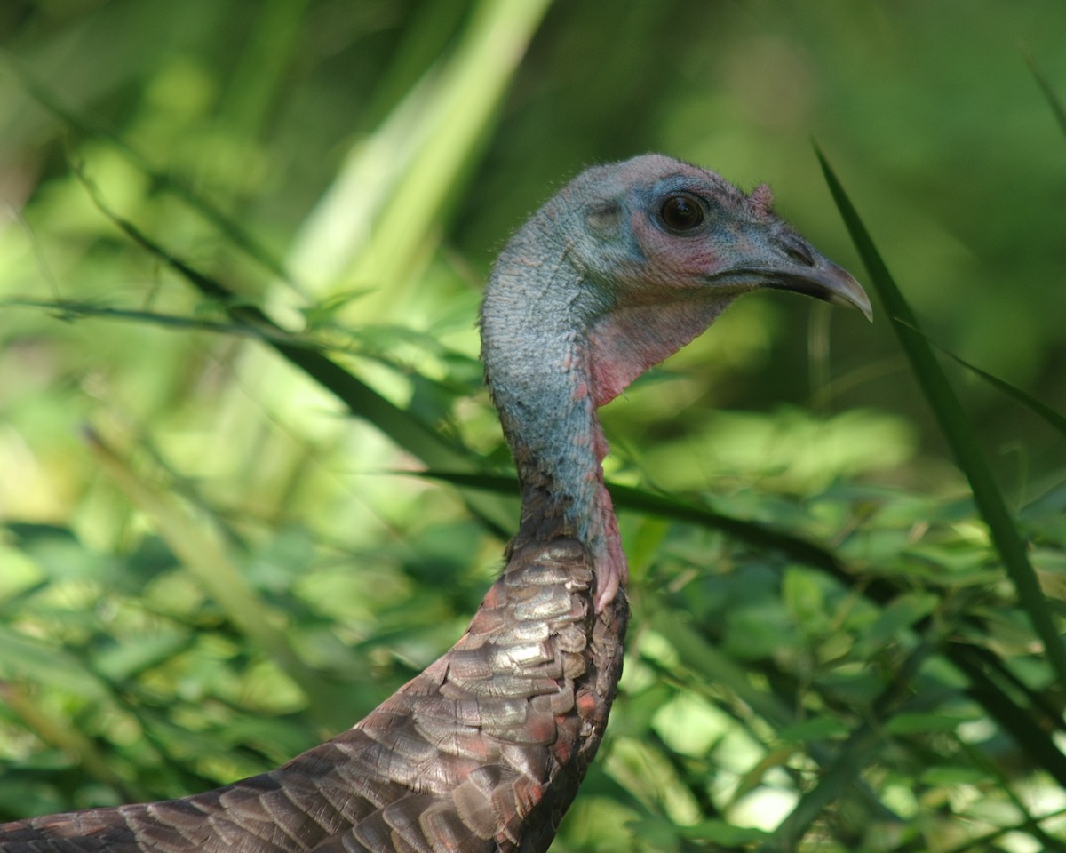 Wild Turkey - ML36445531