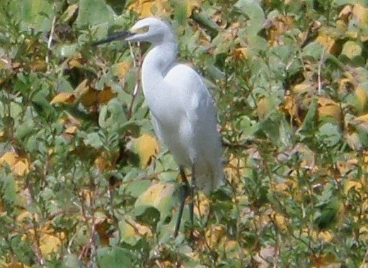 Snowy Egret - ML364455931