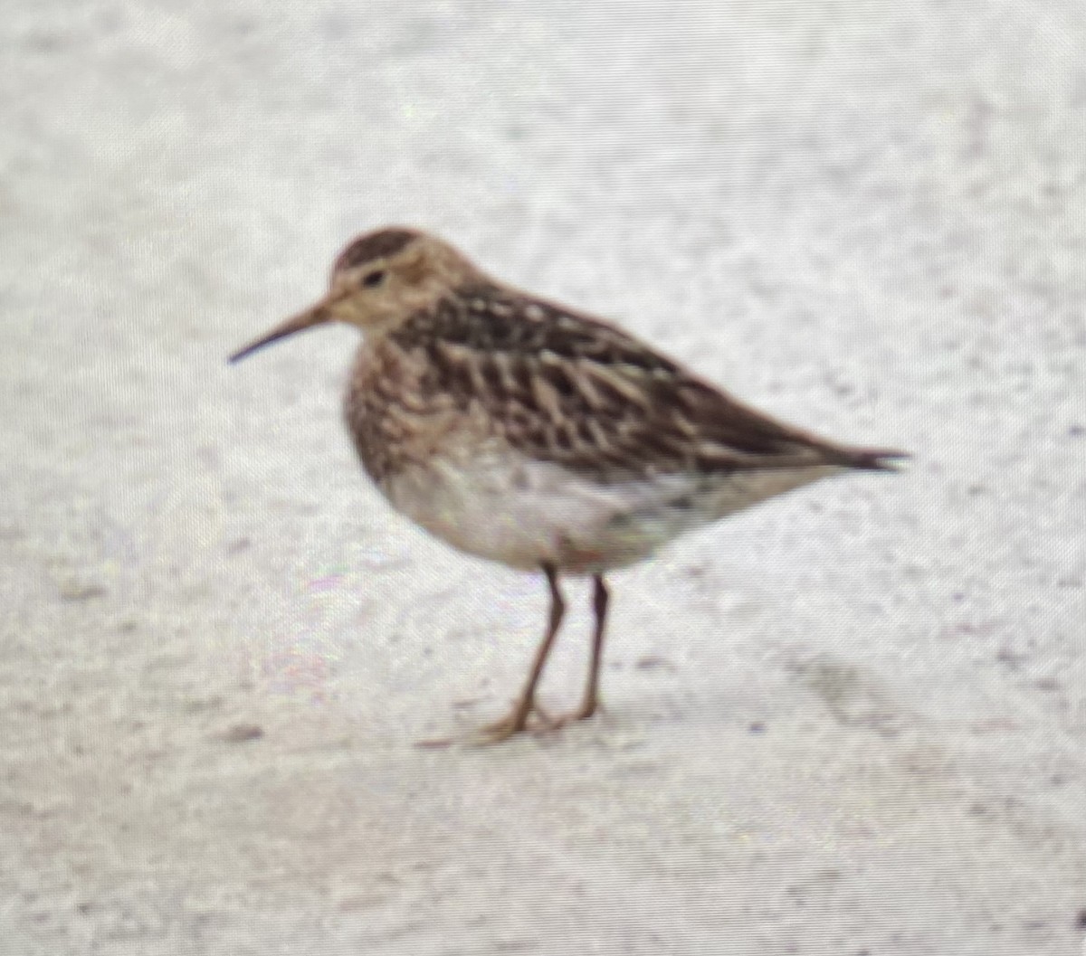 Pectoral Sandpiper - ML364456931