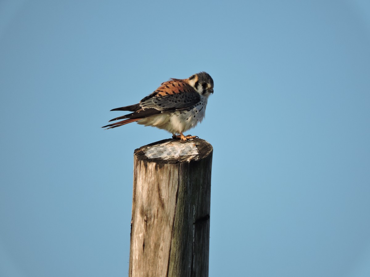 American Kestrel - ML364457321