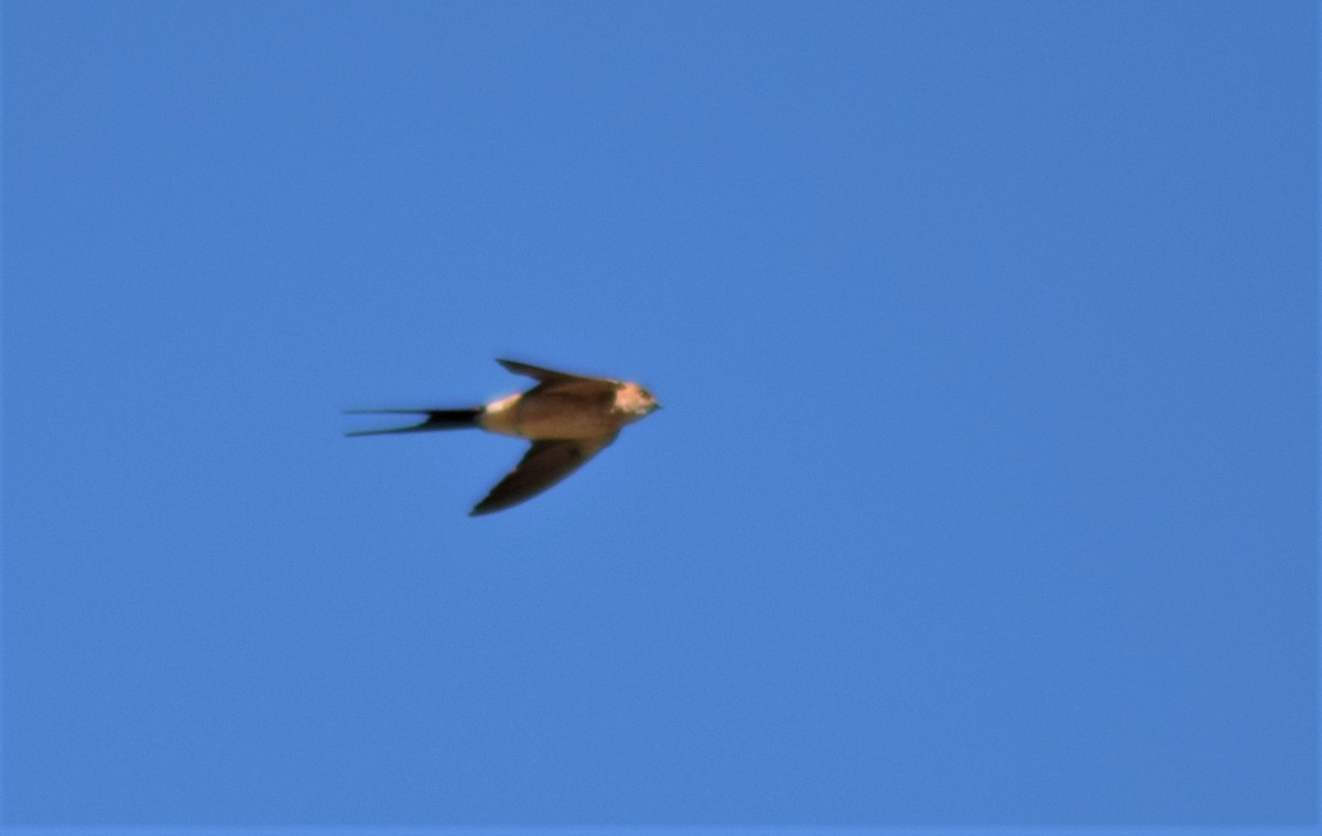 Red-rumped Swallow - ML364458051