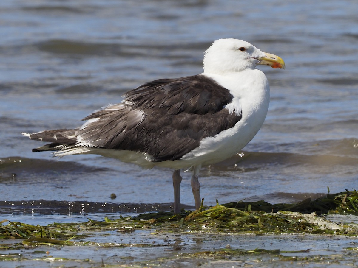 Great Black-backed Gull - Denis Allard