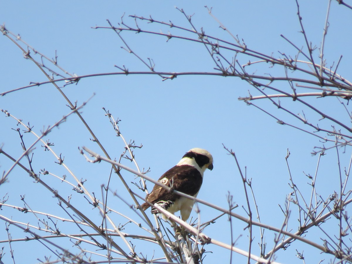 Laughing Falcon - ML364461031