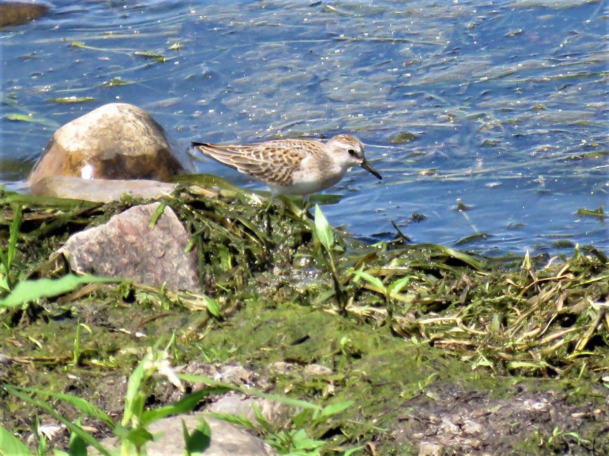 pygmésnipe - ML364463351