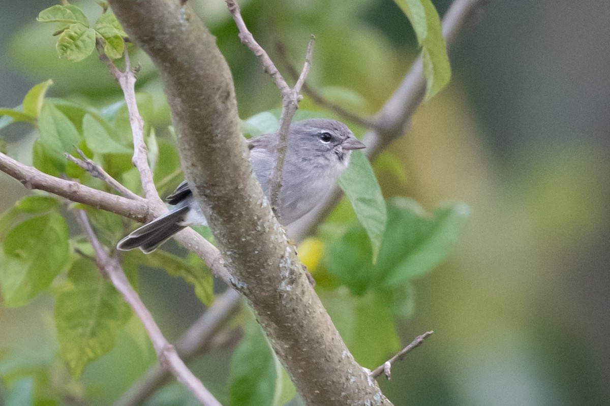 Ash-breasted Sierra Finch - ML364464181