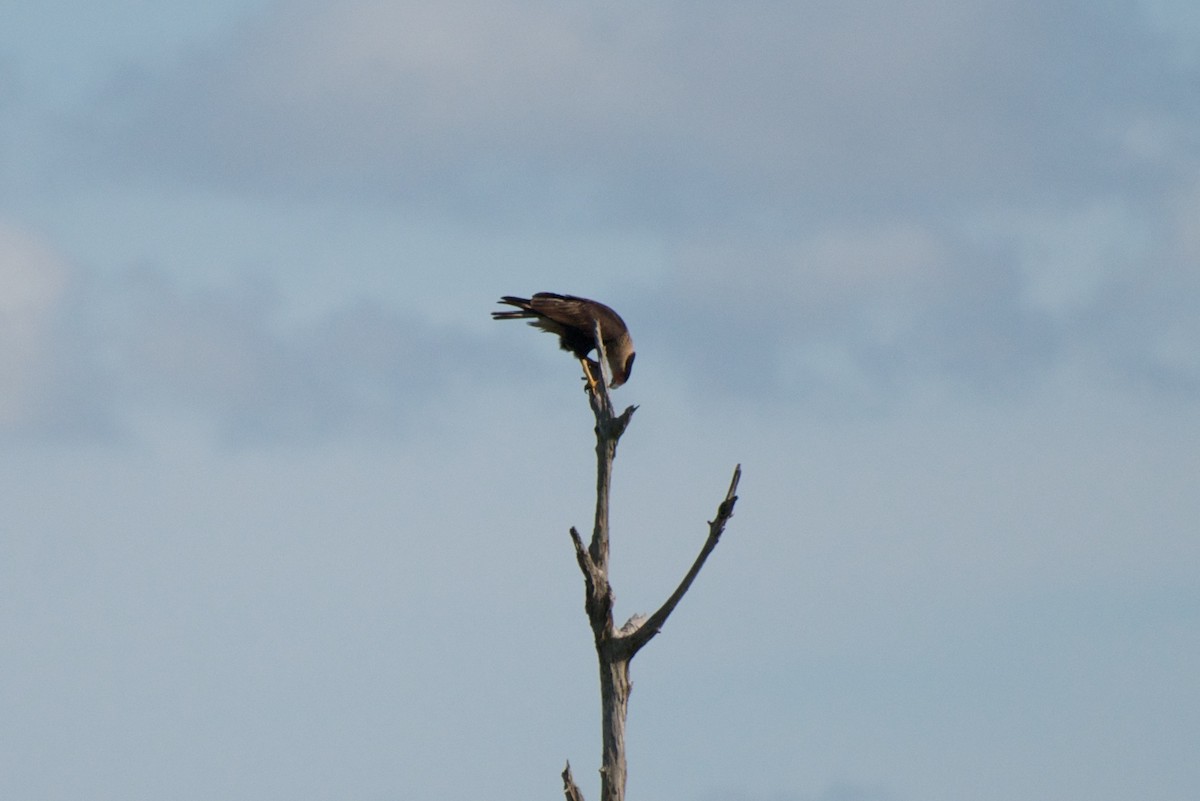 Crested Caracara (Northern) - ML364464861