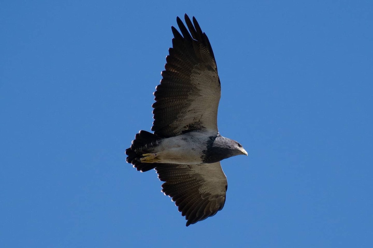 Black-chested Buzzard-Eagle - ML364464981