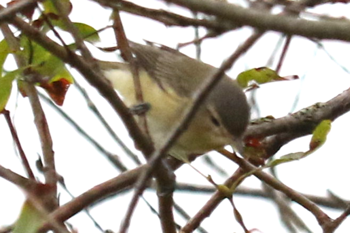 Warbling Vireo - ML364465431
