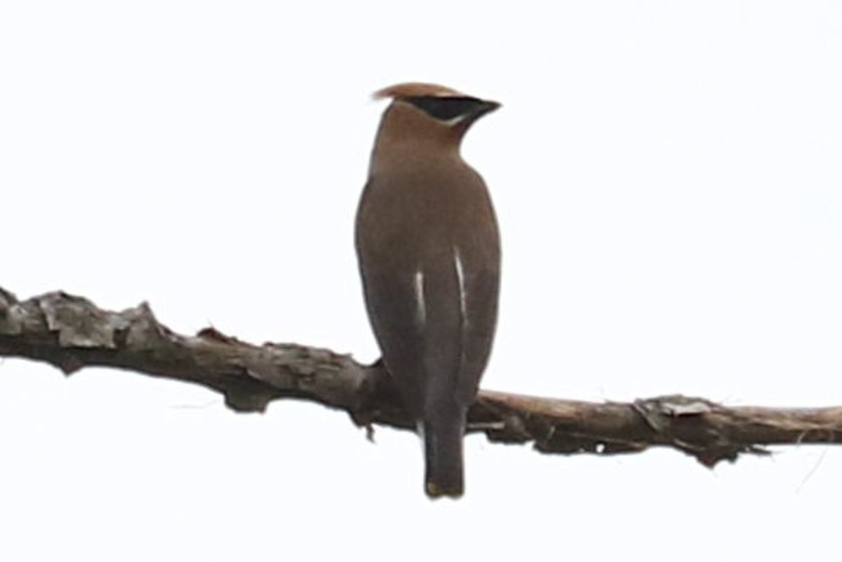 Cedar Waxwing - ML364465451