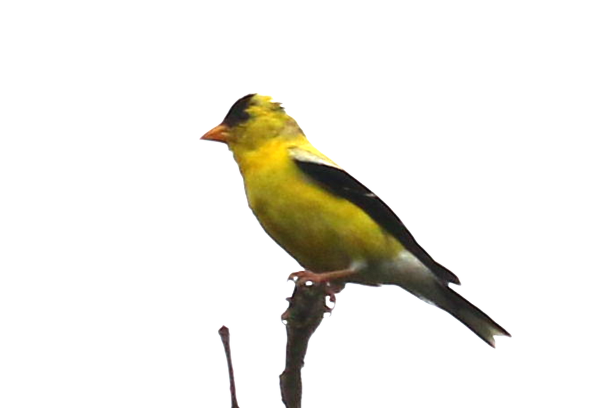 American Goldfinch - ML364465541
