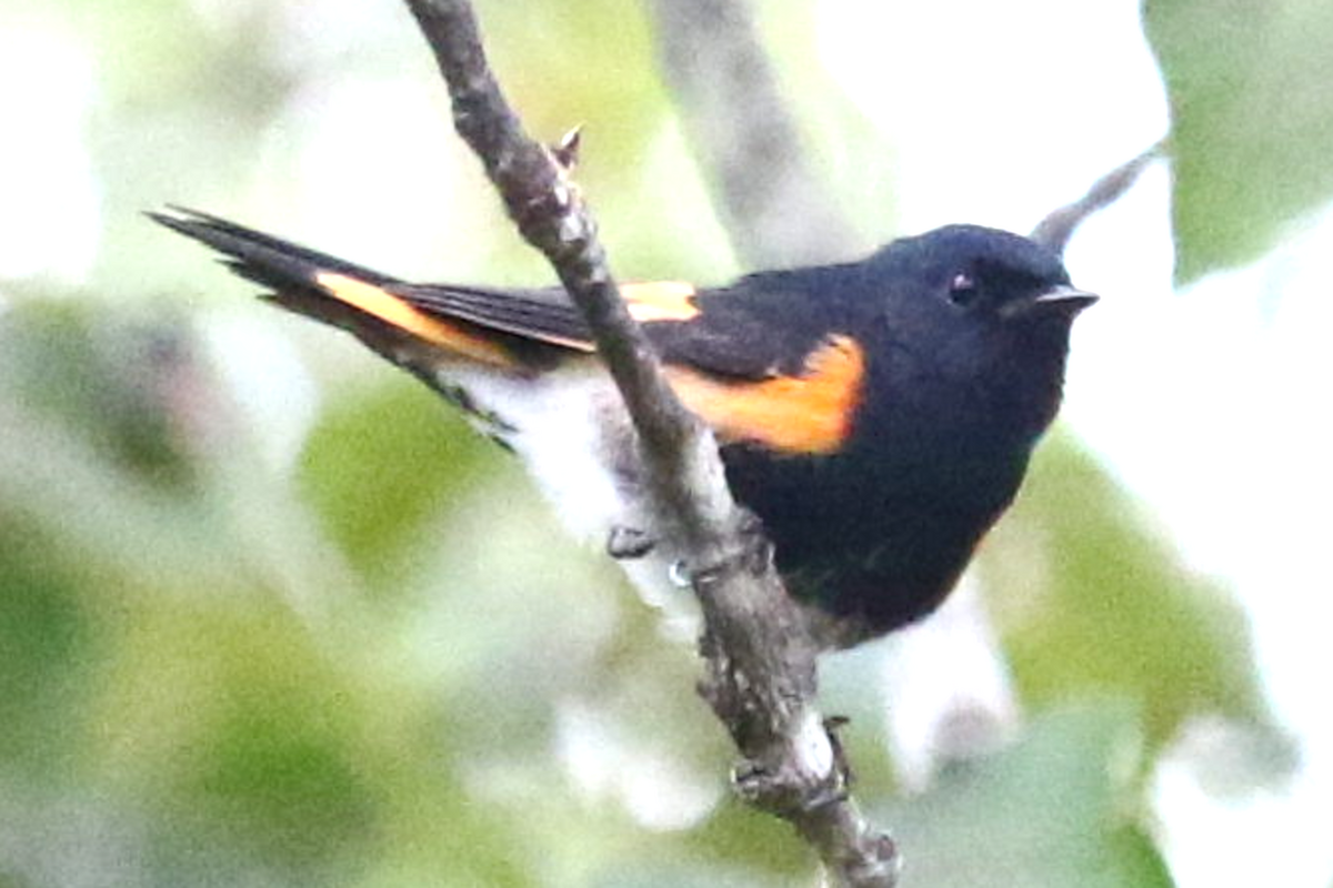 American Redstart - ML364465571