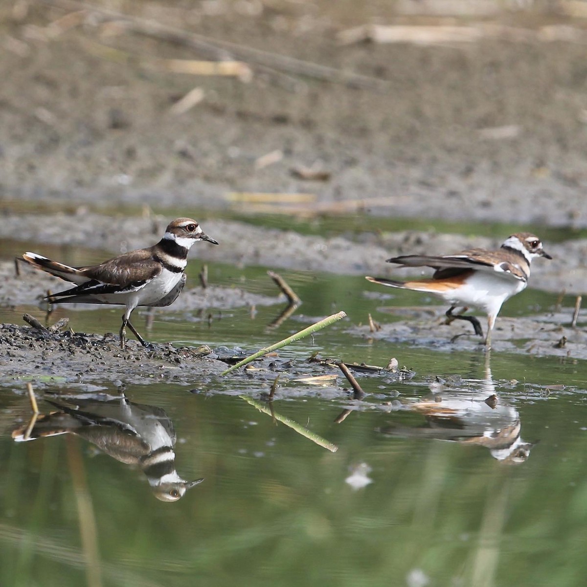 Killdeer - ML364465701