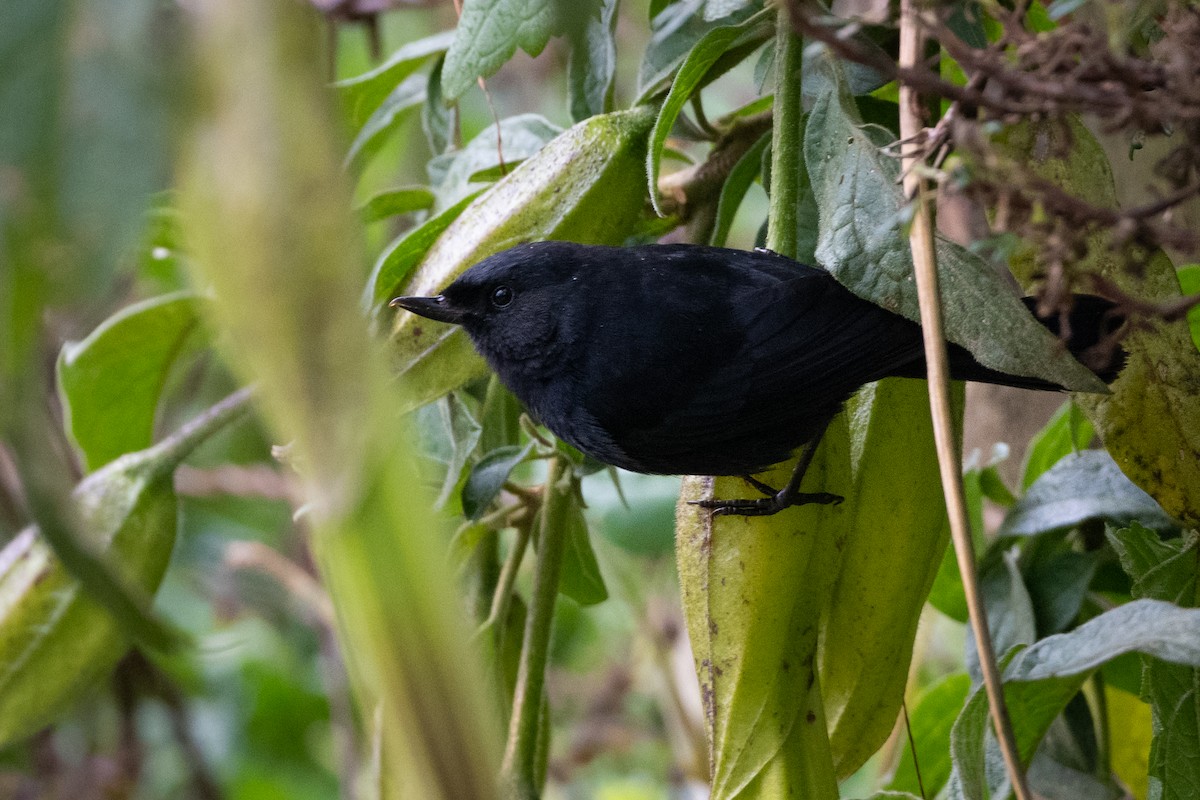 Black Flowerpiercer - ML364465801