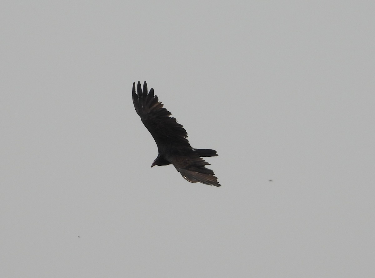 Turkey Vulture - ML364466001