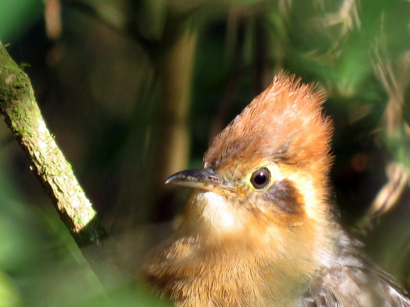 Pavonine Cuckoo - ML364466251