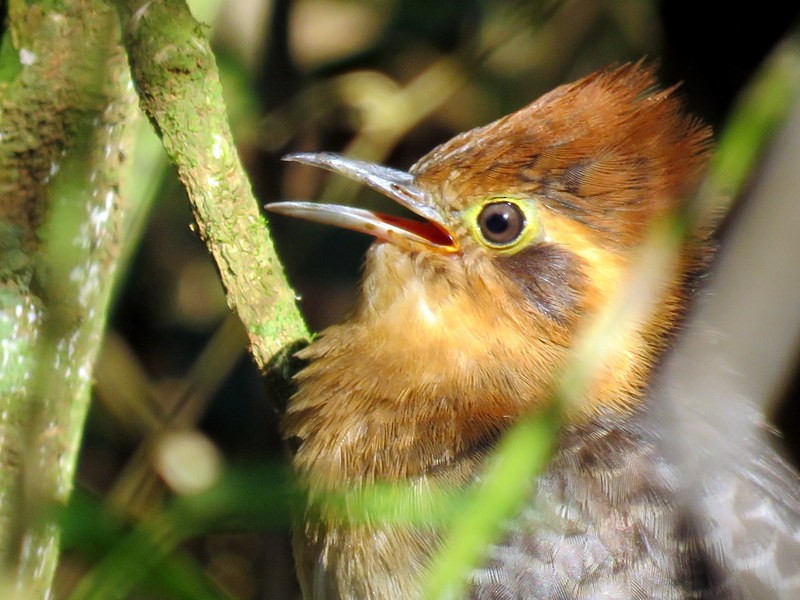 Pavonine Cuckoo - ML364466261