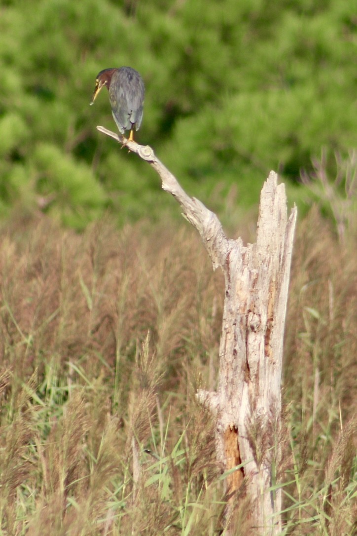 Green Heron - ML364467731