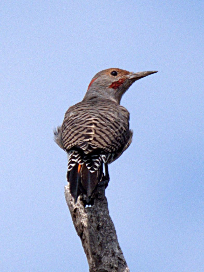Carpintero Escapulario - ML364467971