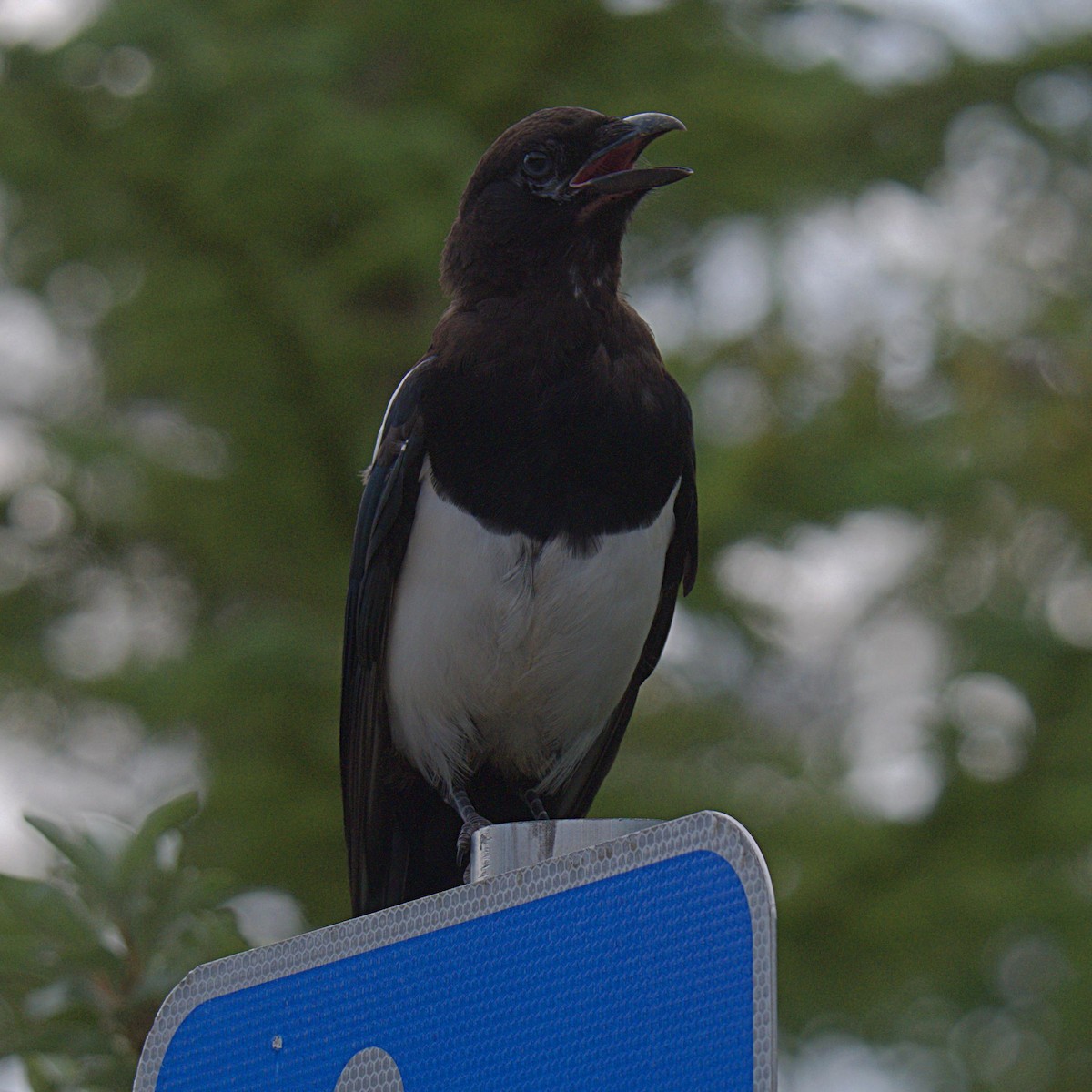 Black-billed Magpie - ML364468041