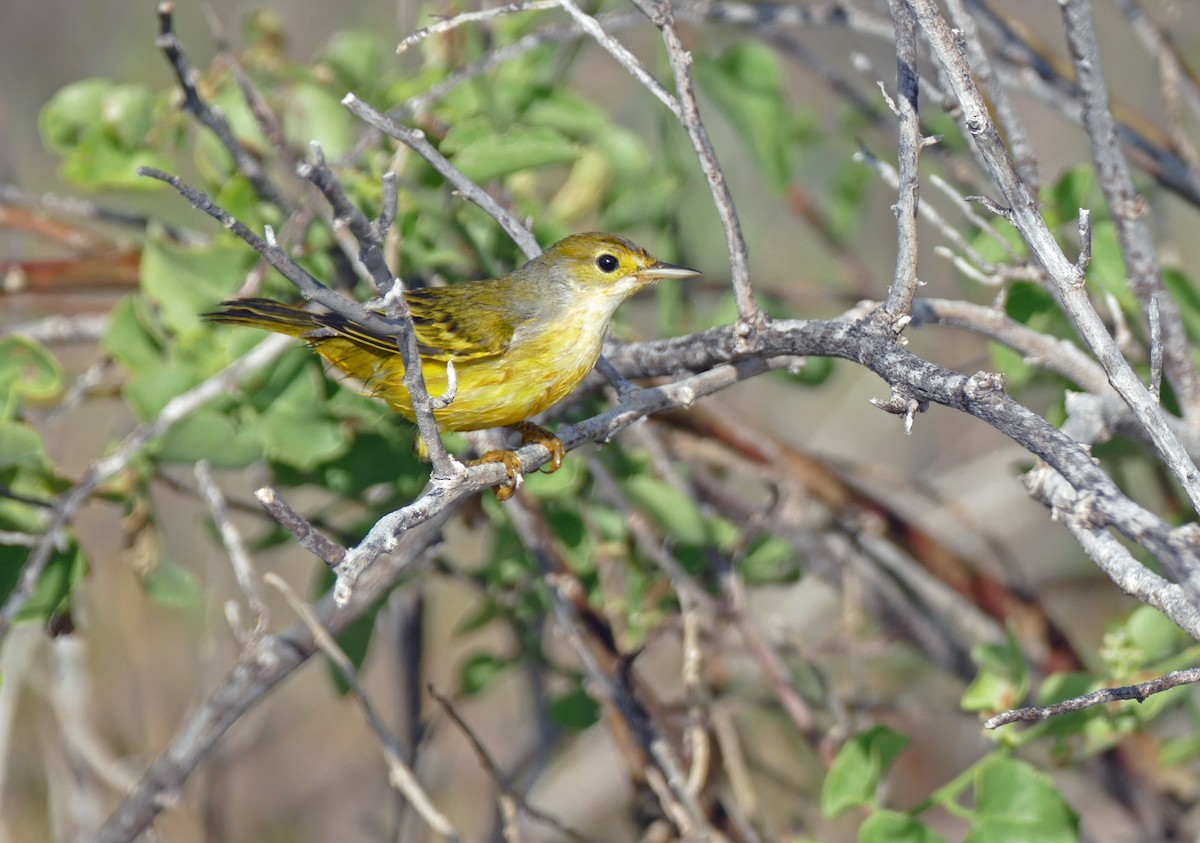 Northern/Mangrove Yellow Warbler - ML364468051