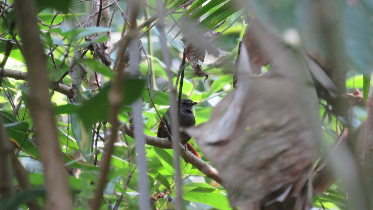 Gray-bellied Spinetail - ML364473181