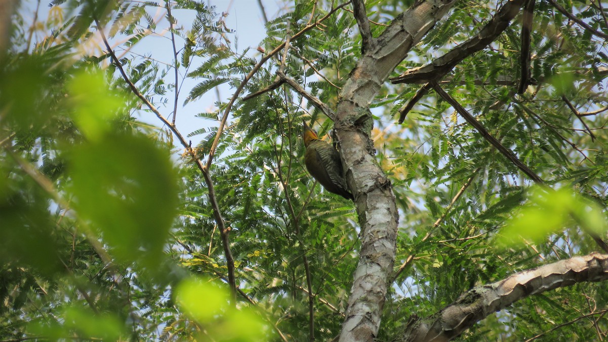 White-browed Woodpecker - ML364474101