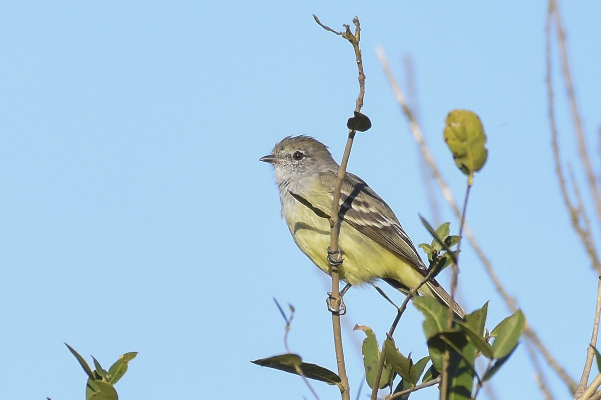 Southern Scrub-Flycatcher - Mauricio  Silvera