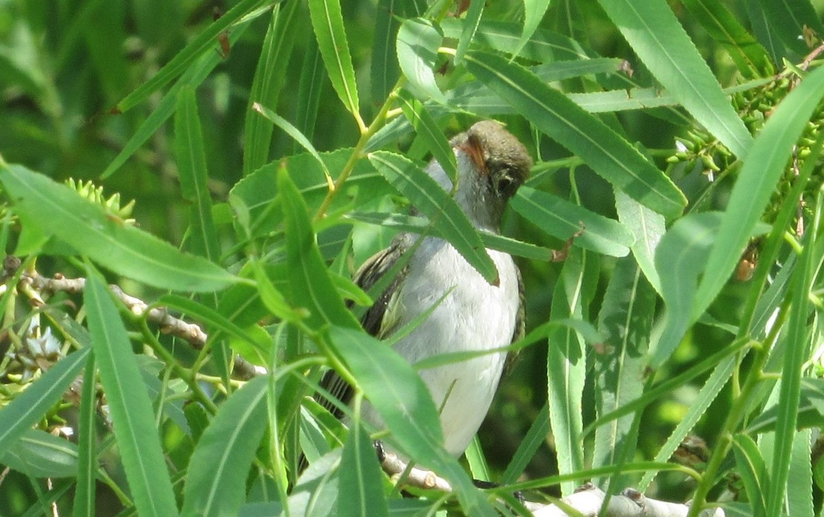 Small-billed Elaenia - ML364474221