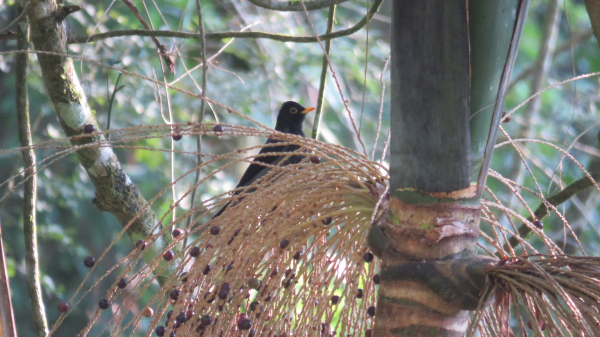 Yellow-legged Thrush - ML364474811