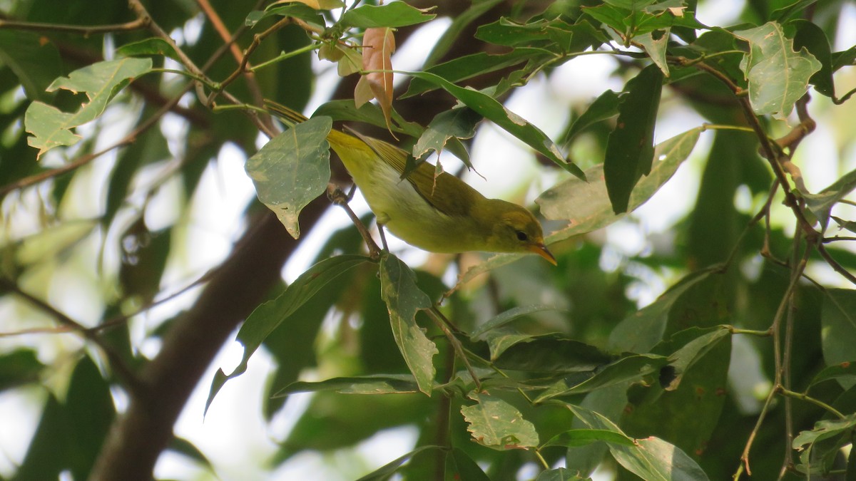 Rufous-headed Tanager - ML364475031