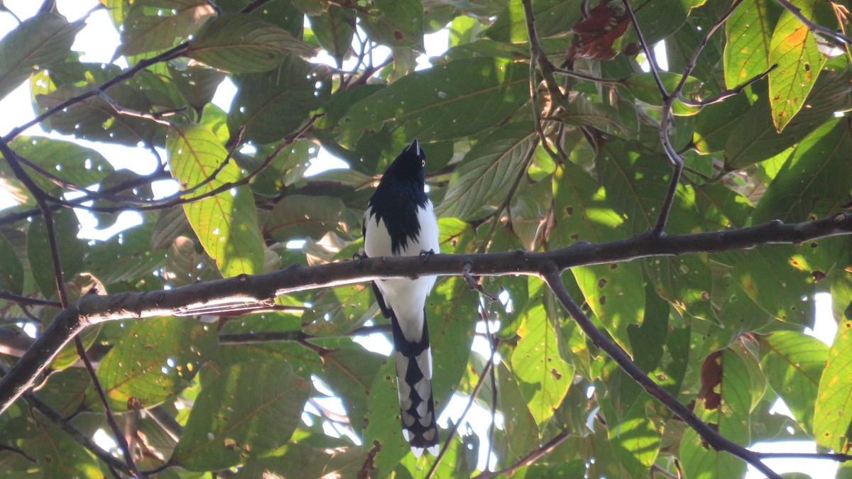 Magpie Tanager - ML364475111