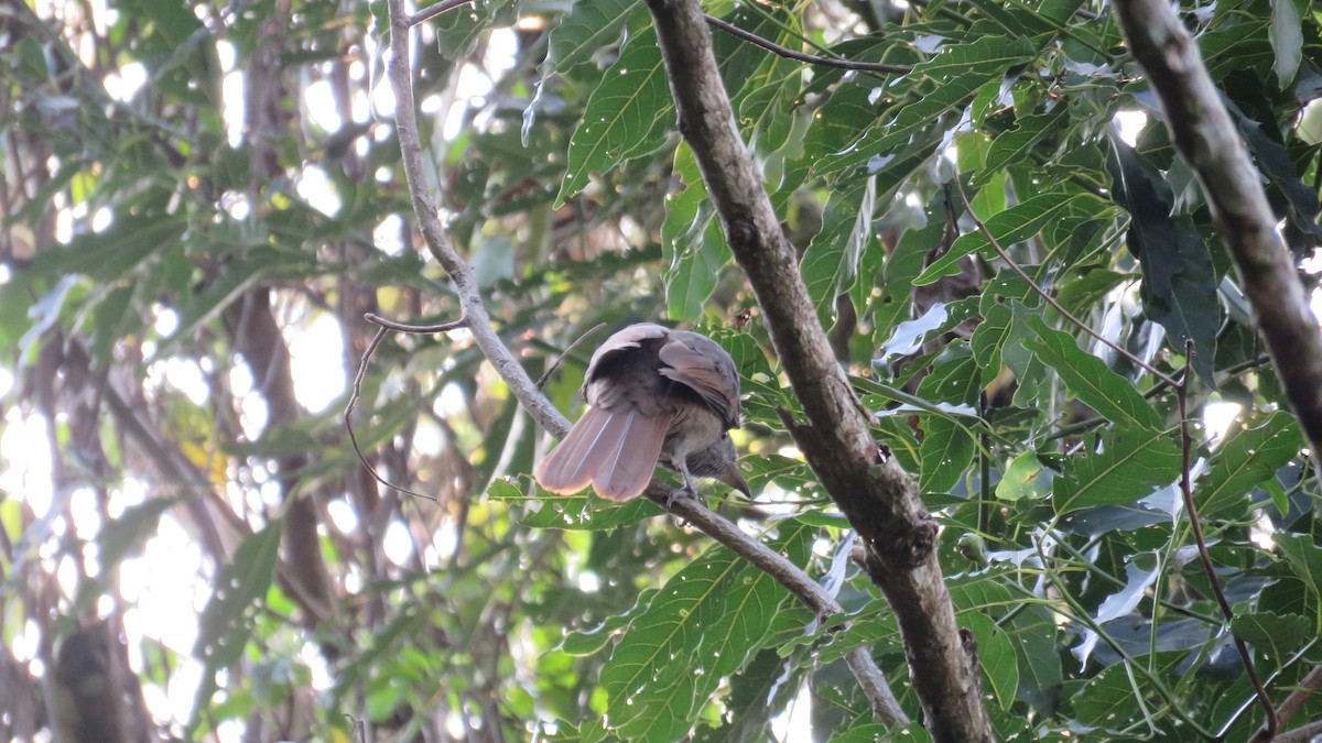 Cinnamon-vented Piha - Zigmar Riedtmann