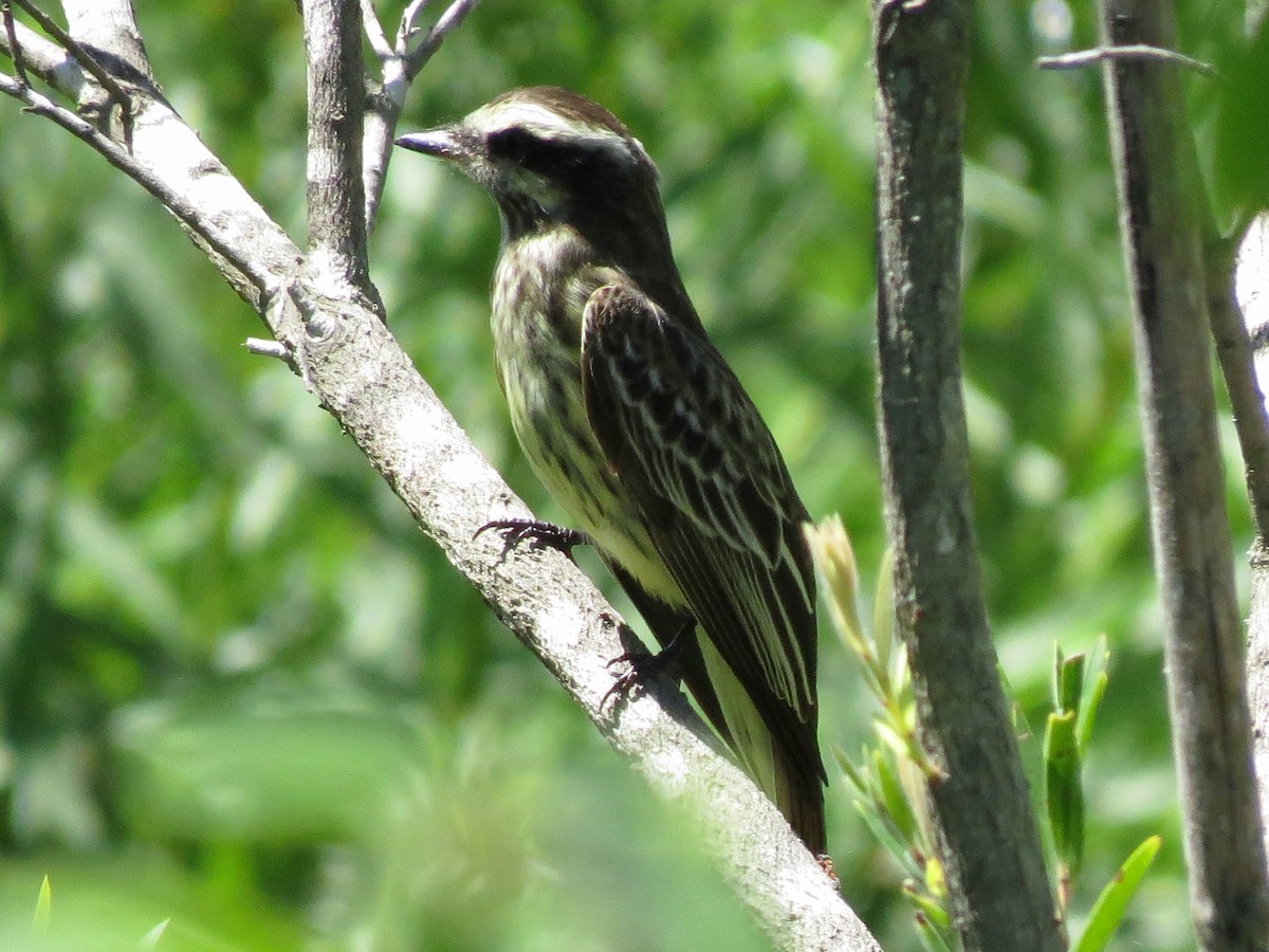 Variegated Flycatcher - ML36447601
