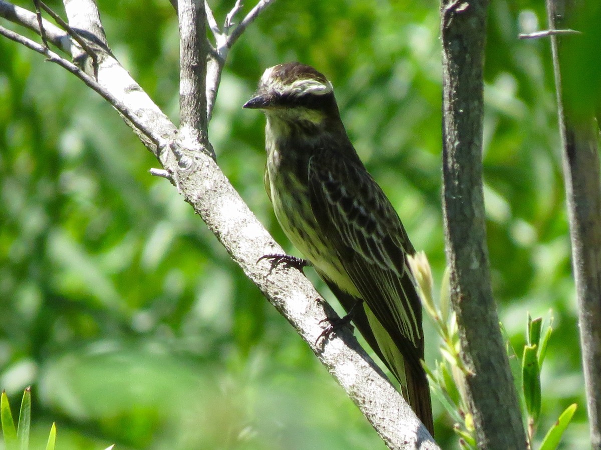 Variegated Flycatcher - ML36447611