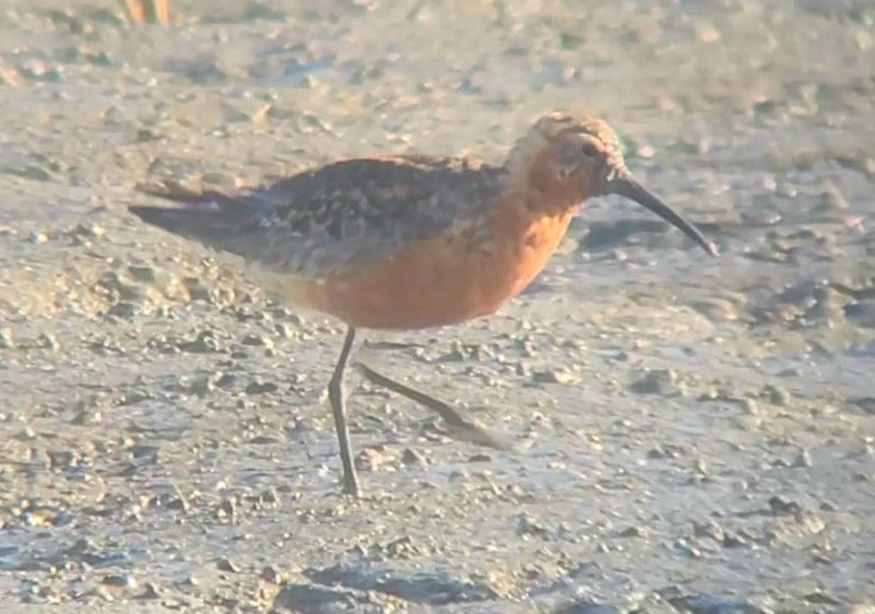 Curlew Sandpiper - John Allendorf