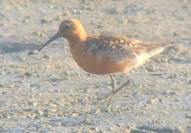 Curlew Sandpiper - John Allendorf