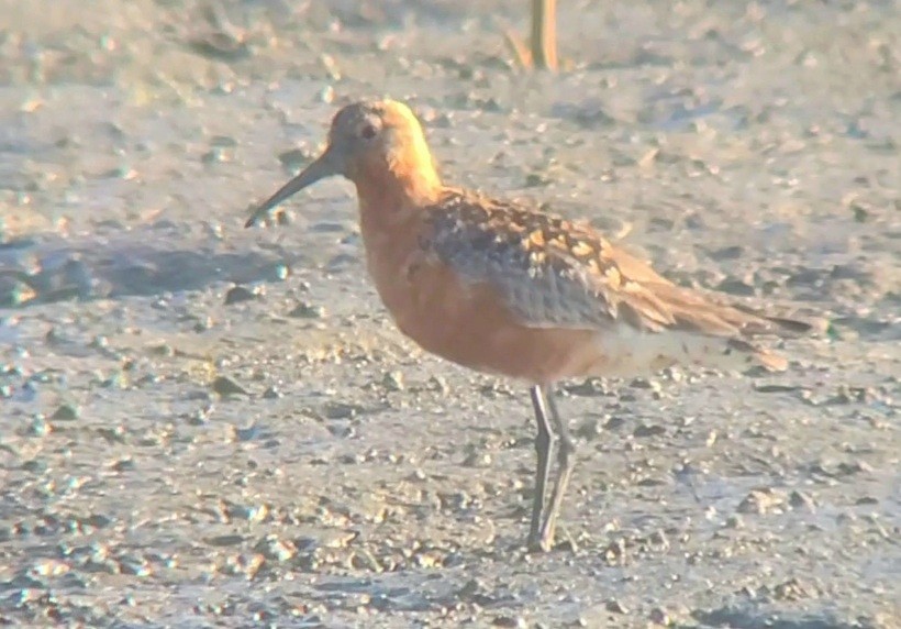 Curlew Sandpiper - ML364476541