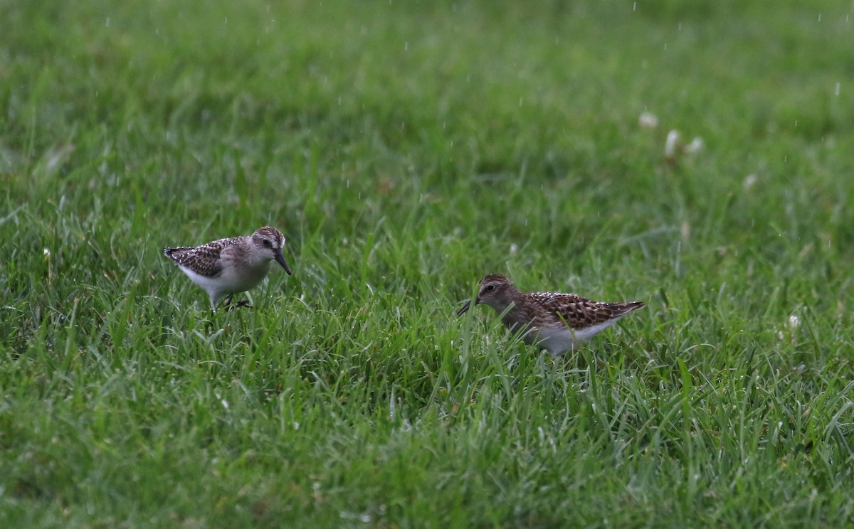 Semipalmated Sandpiper - ML364476641