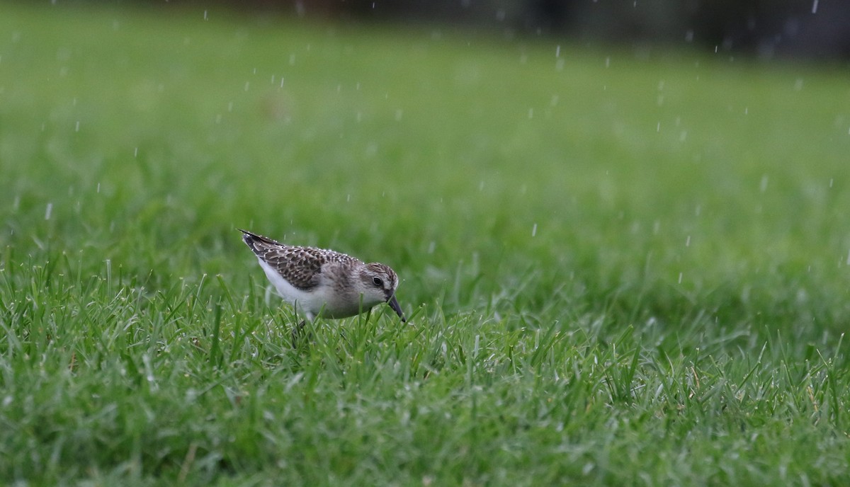 Semipalmated Sandpiper - ML364476651