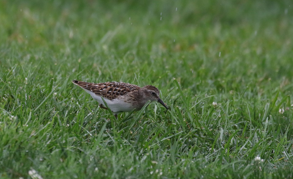 pygmésnipe - ML364476661