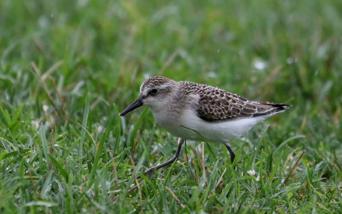 Semipalmated Sandpiper - ML364476701