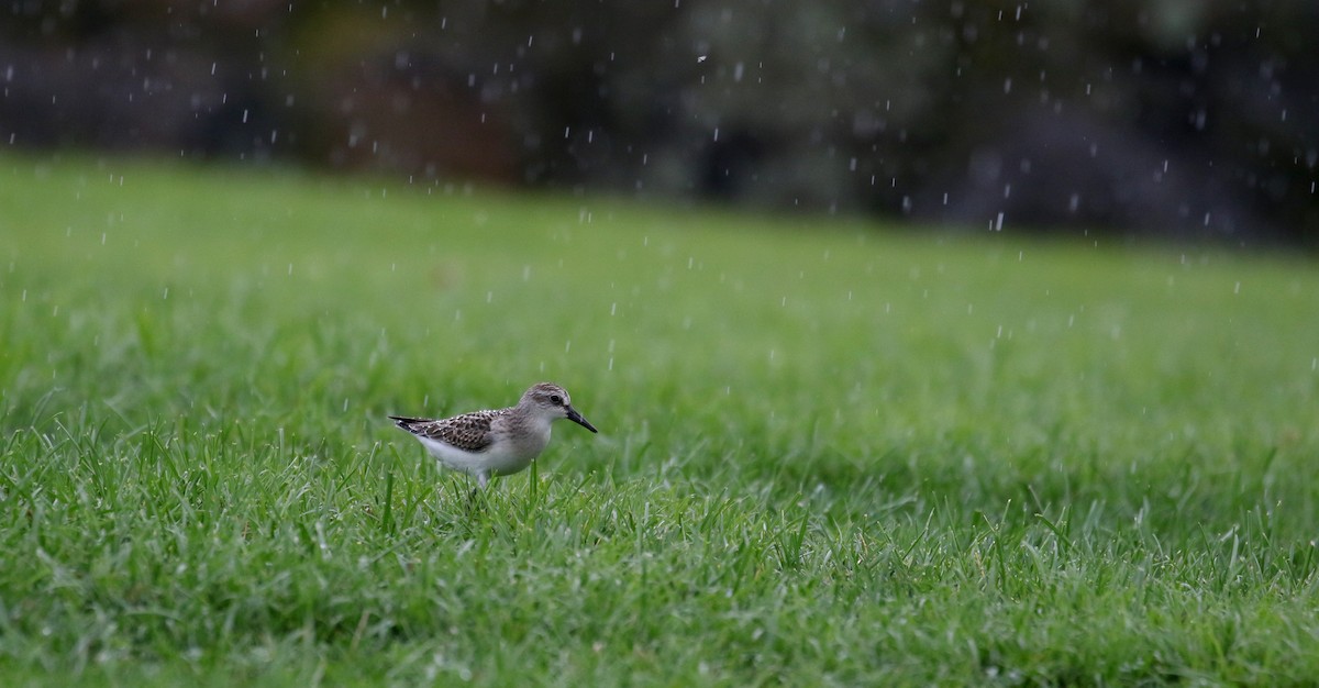 Semipalmated Sandpiper - Jay McGowan