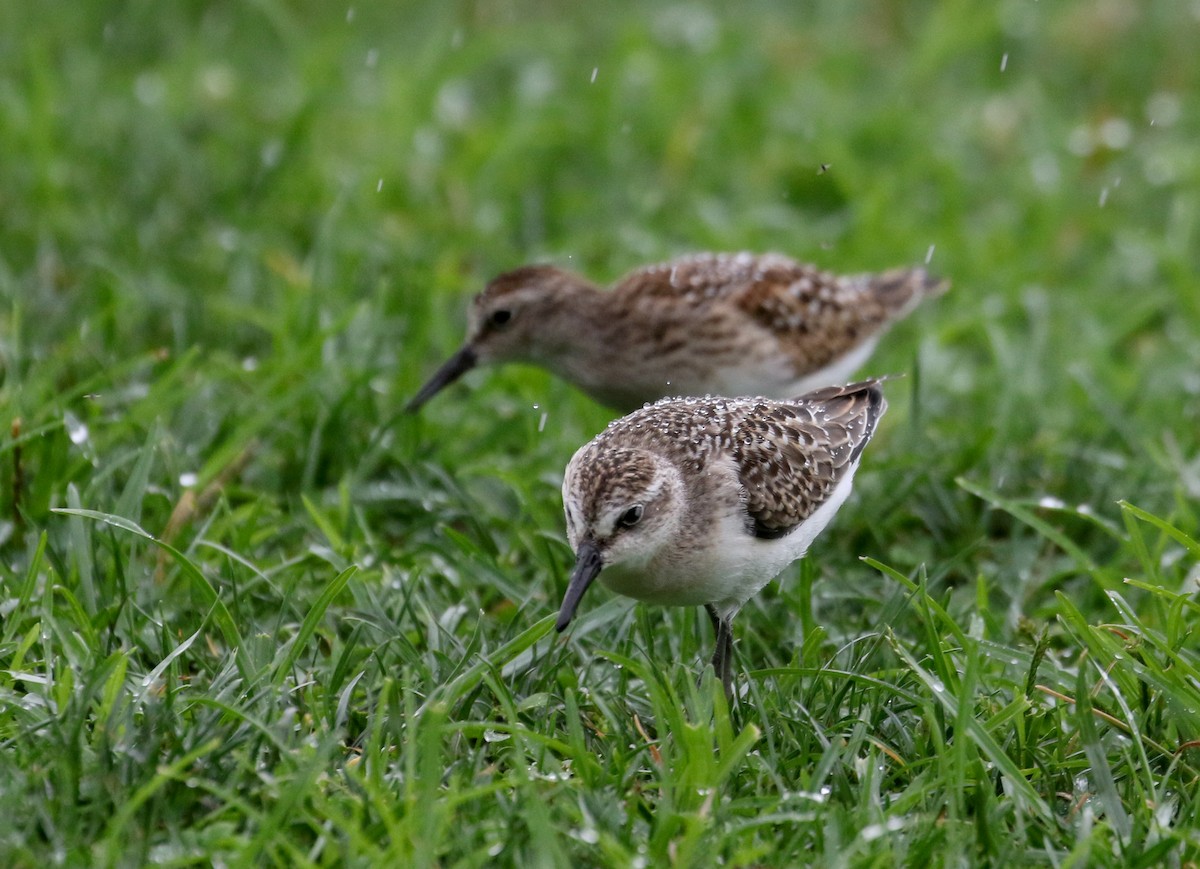 Semipalmated Sandpiper - ML364476741