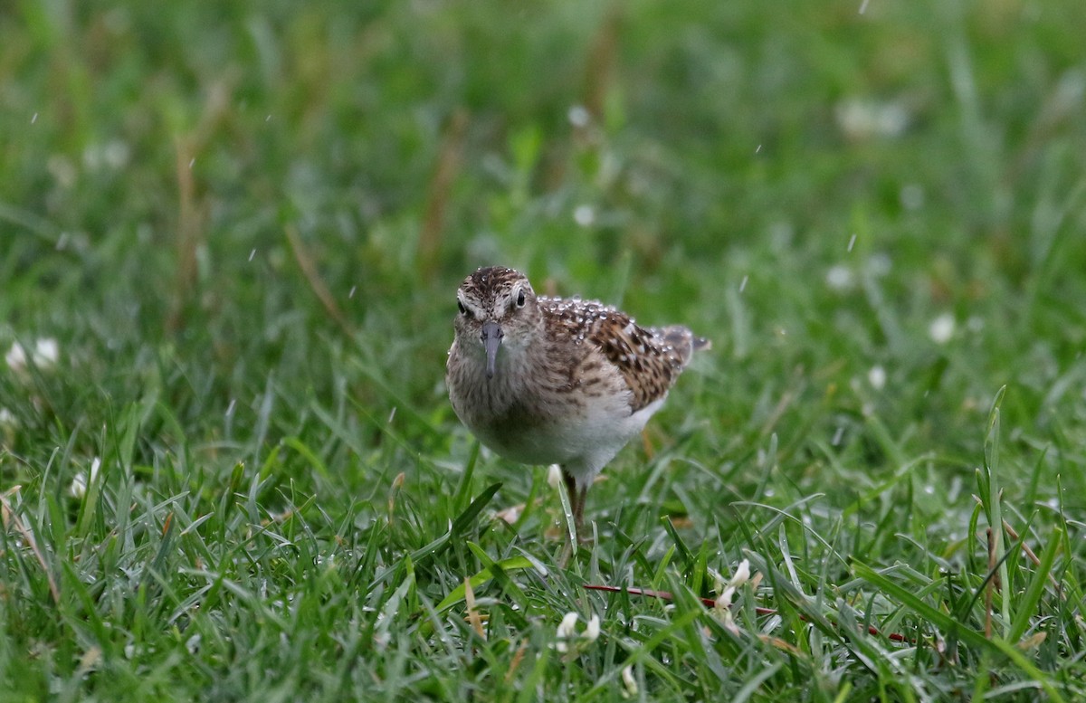 Least Sandpiper - ML364476761