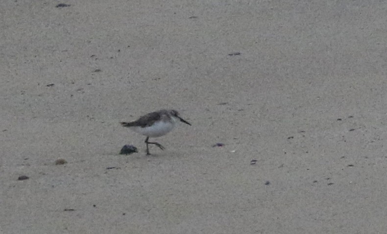 Western Sandpiper - ML364476771