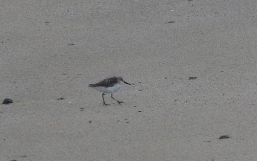 Western Sandpiper - ML364476781