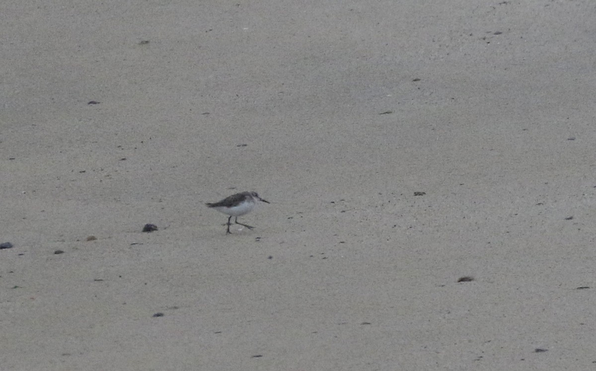 Western Sandpiper - ML364476791