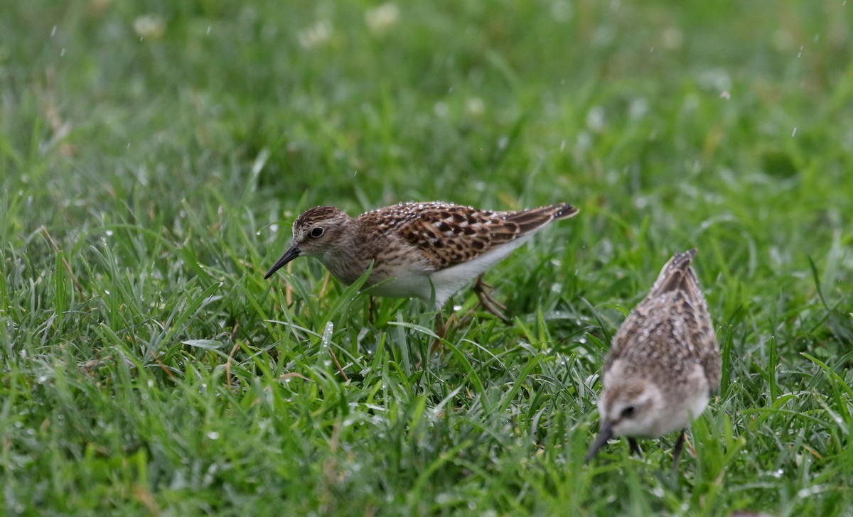 Least Sandpiper - ML364476801