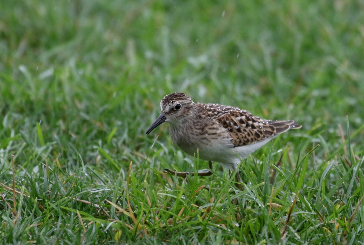 Least Sandpiper - ML364476821