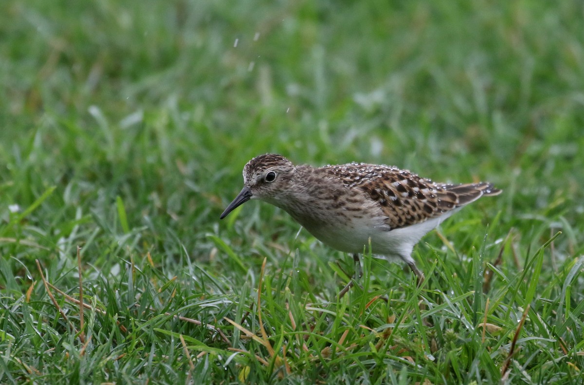 pygmésnipe - ML364476831